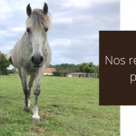 recettes naturelles friandises répulsif insectes pour chevaux poneys
